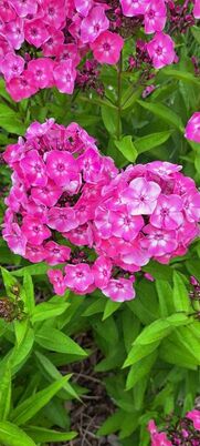 Garten Blumen